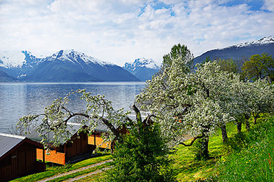 Norwegen, Vestland, Vestland,Sognefjord, Von Vik nach Vagsnes am Sognefjord entlang