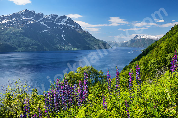 Norwegen, Vestland, Vestland,Nordfjord, An der E39 bei Lote mit Blick über den Hundvikfjord zum Gletschergebiet Gjegnalundsbreen