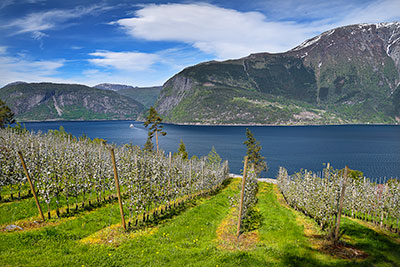 Norwegen, Vestland, Vestland,Hardanger, Obstplantagen bei Utne mit Blick zum gegenüberliegenden Fjordufer